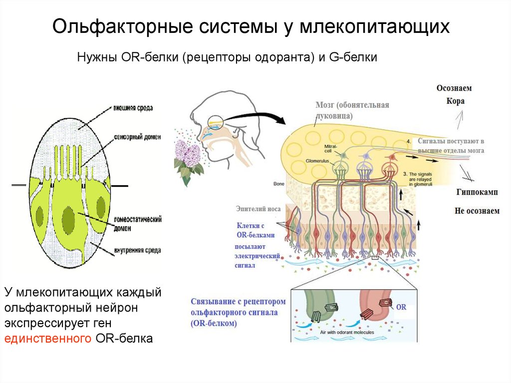 Ольфакторный. Ольфакторные системы. Ольфакторные рецепторы. Рецепторные белки нейрона. Белки обонятельных рецепторов.