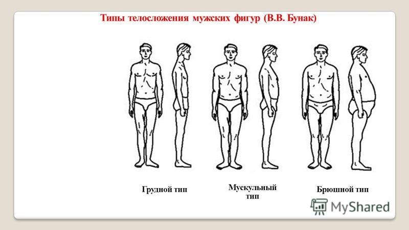 Возможна ли разработка единой конституциональной схемы для детей подростков мужчин и женщин