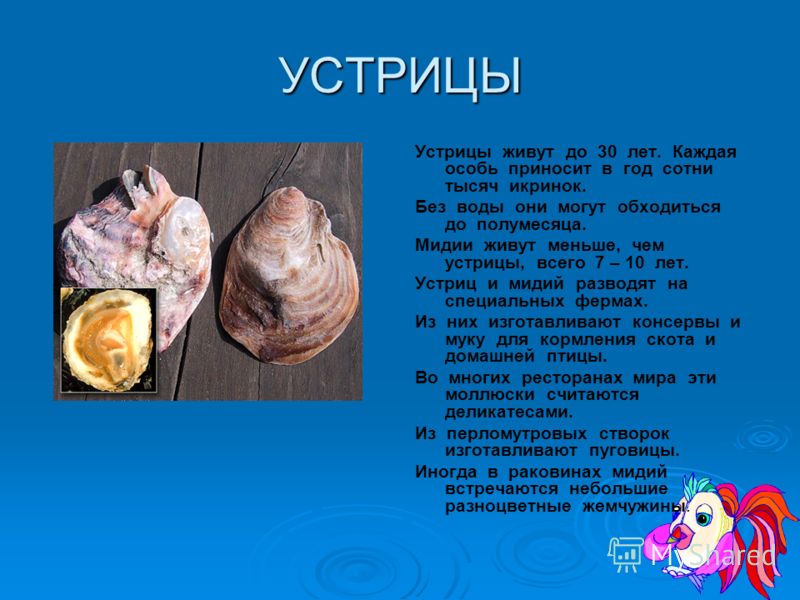 К какой группе организмов относится устрица. Доклад про устриц. Сообщение про устрицу. Устрицы характеристика. Информация о моллюсках.