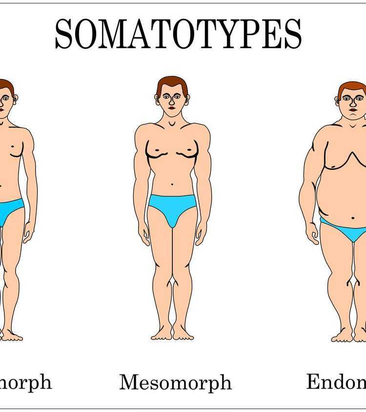 Легкое телосложение. Эктоморф мезоморф и эндоморф. Тип телосложения мезоморф. Эктоморф мезоморф и эндоморф мужчины. Типы фигуры мезоморф эктоморф.