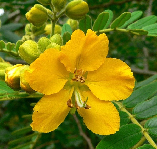 Кассия тин фото: Тин Кассия — 34 фото — huarache-shop.ru