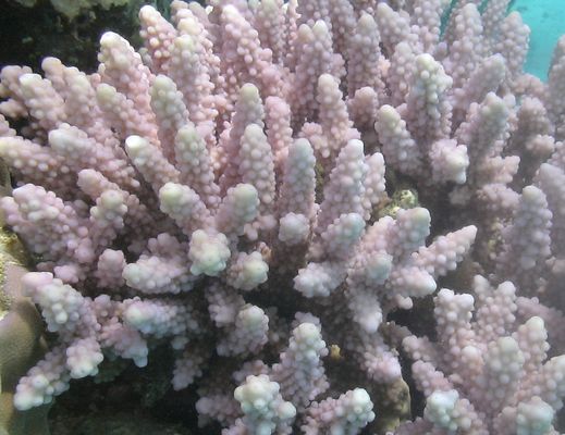 Коралл-брокколи Lithophytom-arboreum розовый