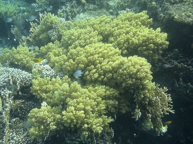 Коралл-брокколи Lithophyton arboreum зелёный