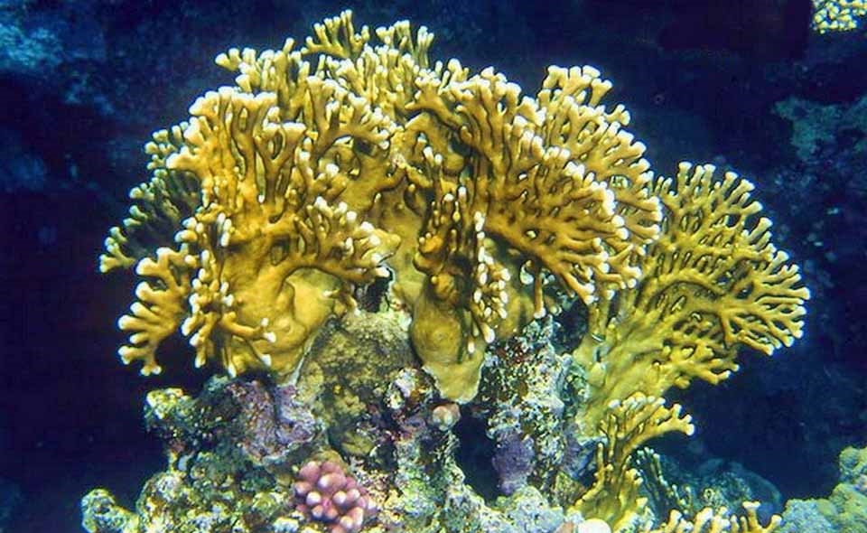 Огненный коралл Millepora