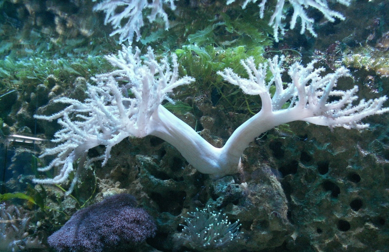 Коралл Синулярия