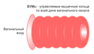 ВУМы — вагинальные управляемые мышцы