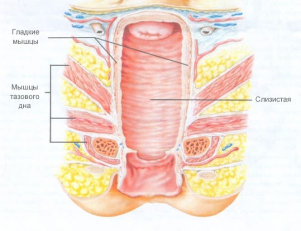 Строение вагинальных мышц