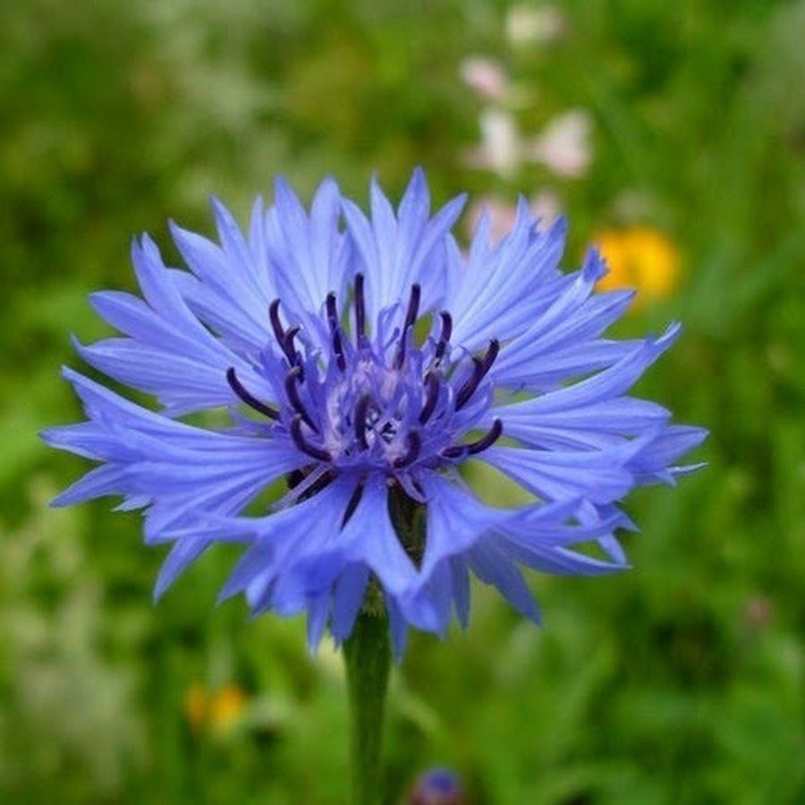 Цветок синего василька