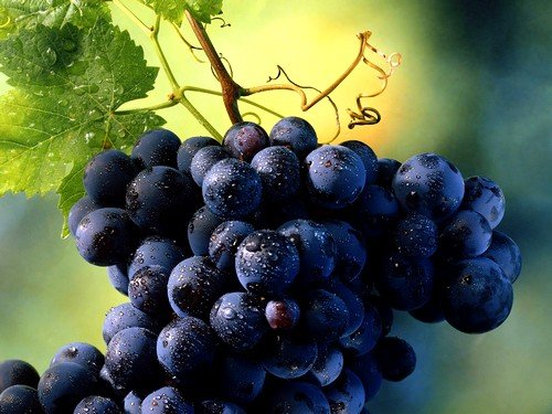 Компресс и скраб можно получить на основе винограда