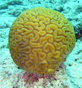 Коралл-мозговик Diploria labyrinthiformis