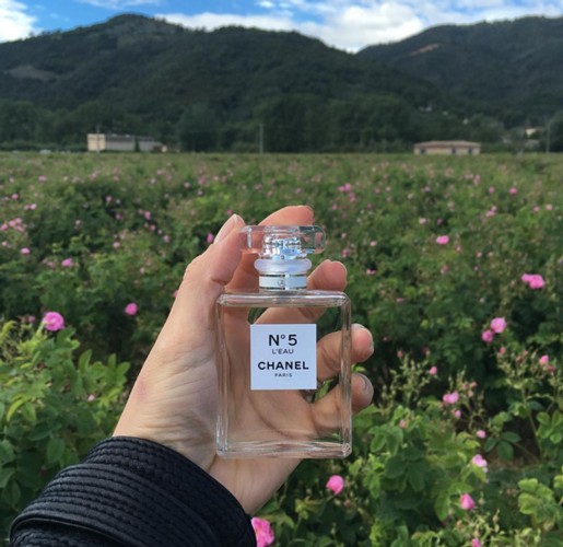 Новый аромат на фоне розовых полей