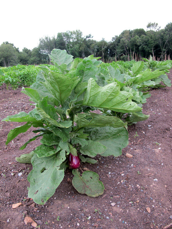 eggplant growing on a farm