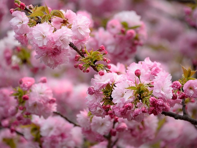 Вдохновляемся природой: создаем гармоничный образ с помощью весенних цветов в одежде, фото № 5