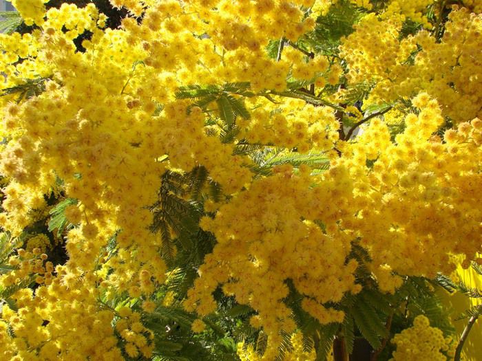 Жизнерадостный желтый — любимый цвет экстравертов, фото № 13