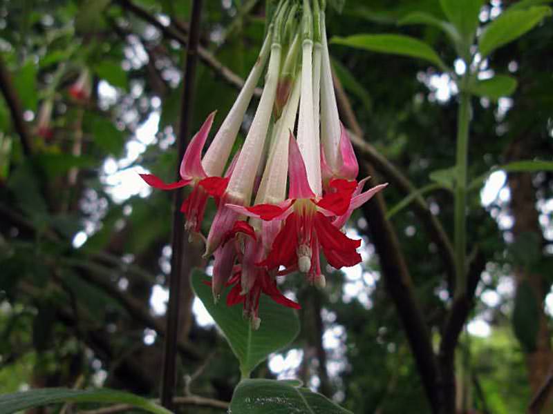 Боливийская фуксия (Fuchsia boliviana)