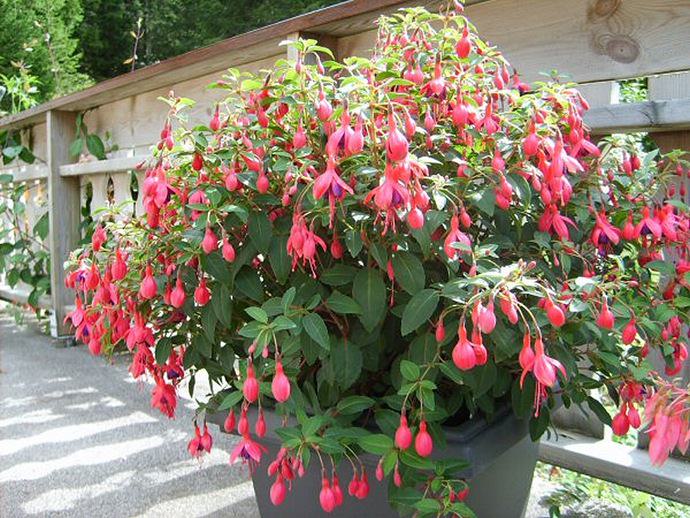 Тонкая фуксия (Fuchsia macrostemma)