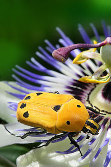 Euchroea-auripimenta-on-passiflora.jpg