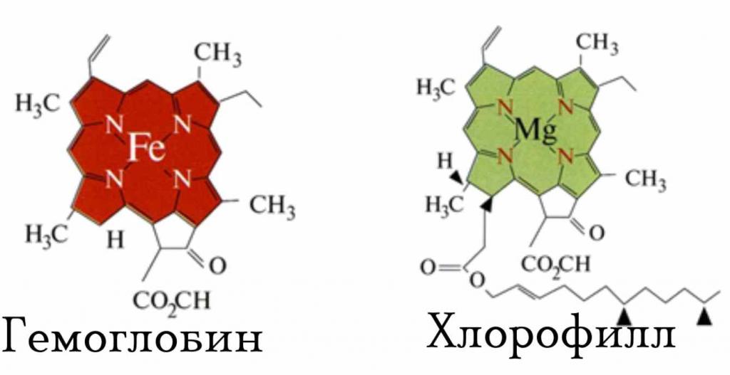 Строение хлорофилла и гемоглобина