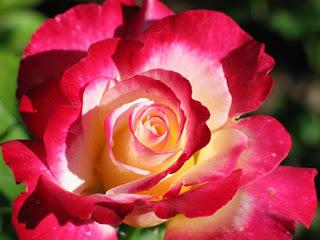 роза чайная цветок