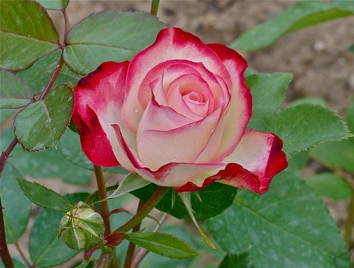 цвет чайной розы фото