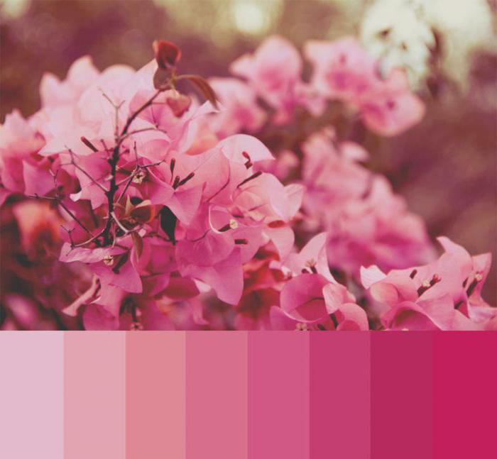 сочетание розового цвета с другими цветами