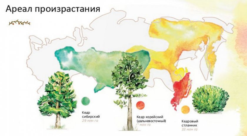 Ареал произрастания кедра на территории России
