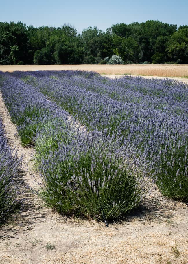How to dry lavender 