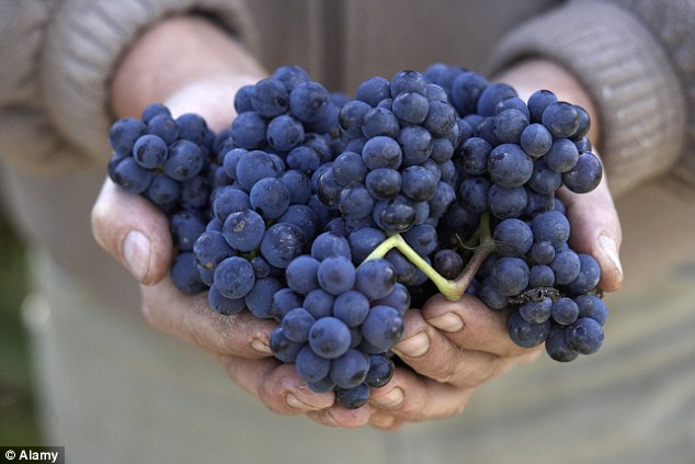 In order to claim the appelation Romanée-Conti Grand Cru, the wine must be made from 85% Pinot Noir grapes