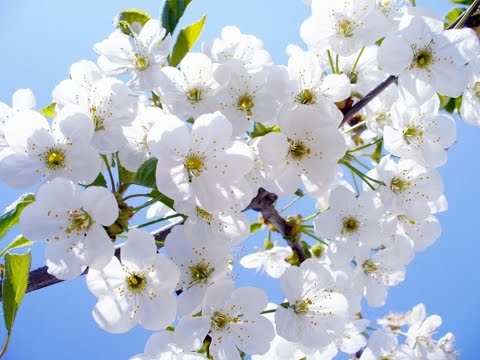 СКАЧАТЬ ФУТАЖИ. Весна. Черешня в цвету. Весенние цветы.Фруктовые деревья в цвету.