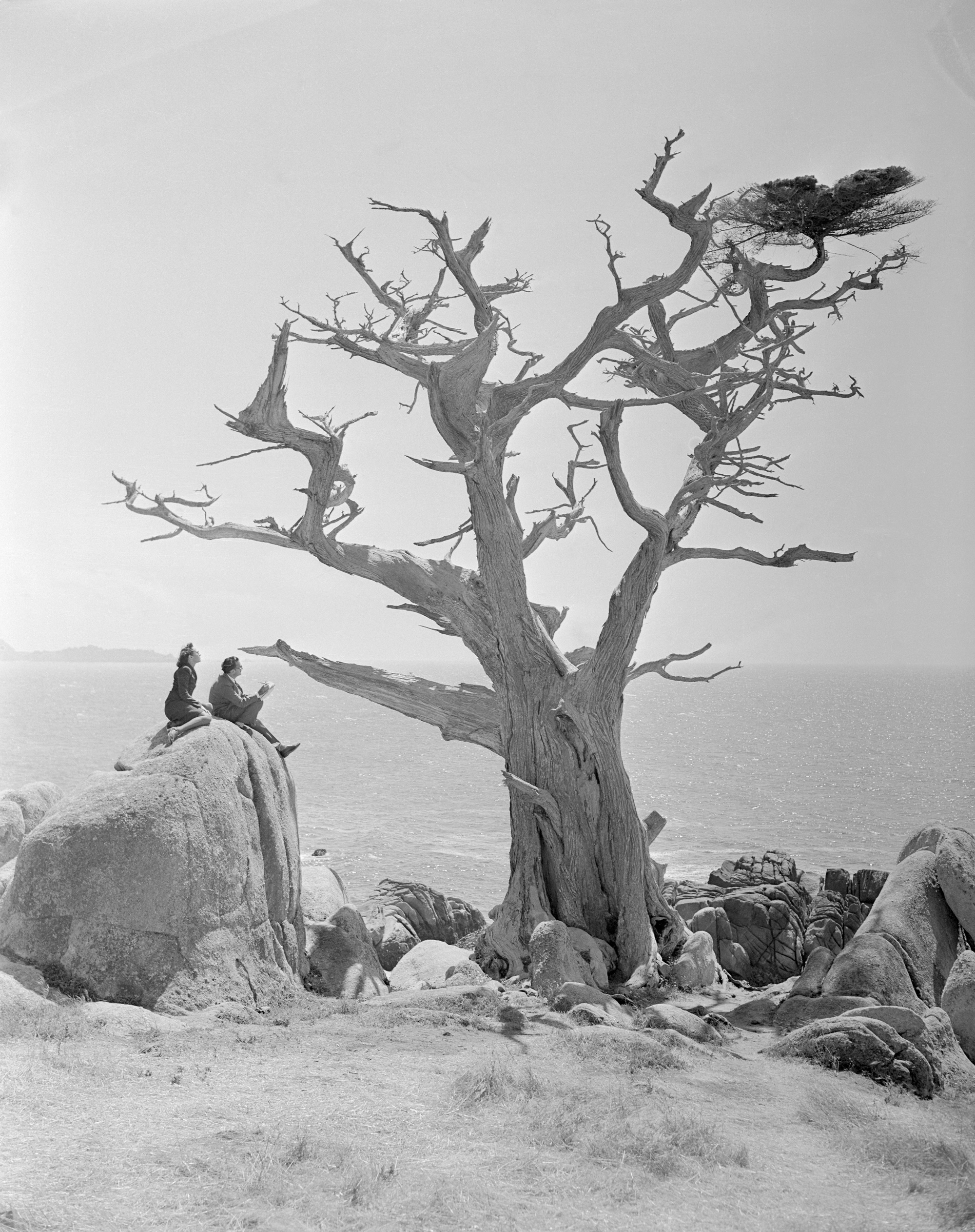 (Original Caption) One of the famous Monterey Cypress trees at Del Monte, California, is probably more of a surrealistic object than any ever drawn by noted artist Salvador Dali. However, Dali, shown with his wife, Gala, sketches the tree. It should be interesting to see his interpretation on canvas.