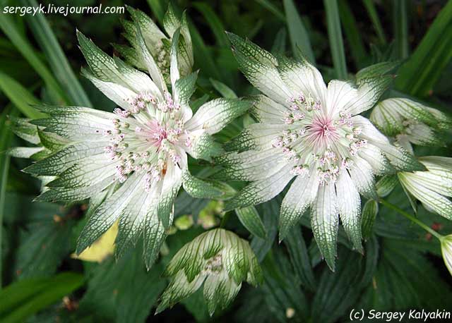 Astrantia major Shaggy (5).jpg