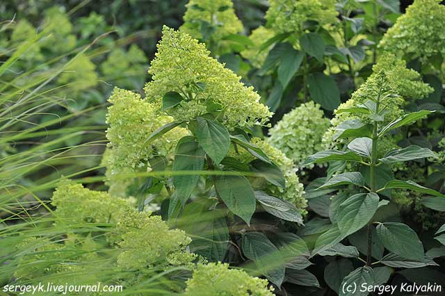 Hydrangea paniculata Limelight.JPG