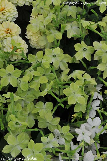 Nicotiana tabacum Cuba Deep Lime.JPG