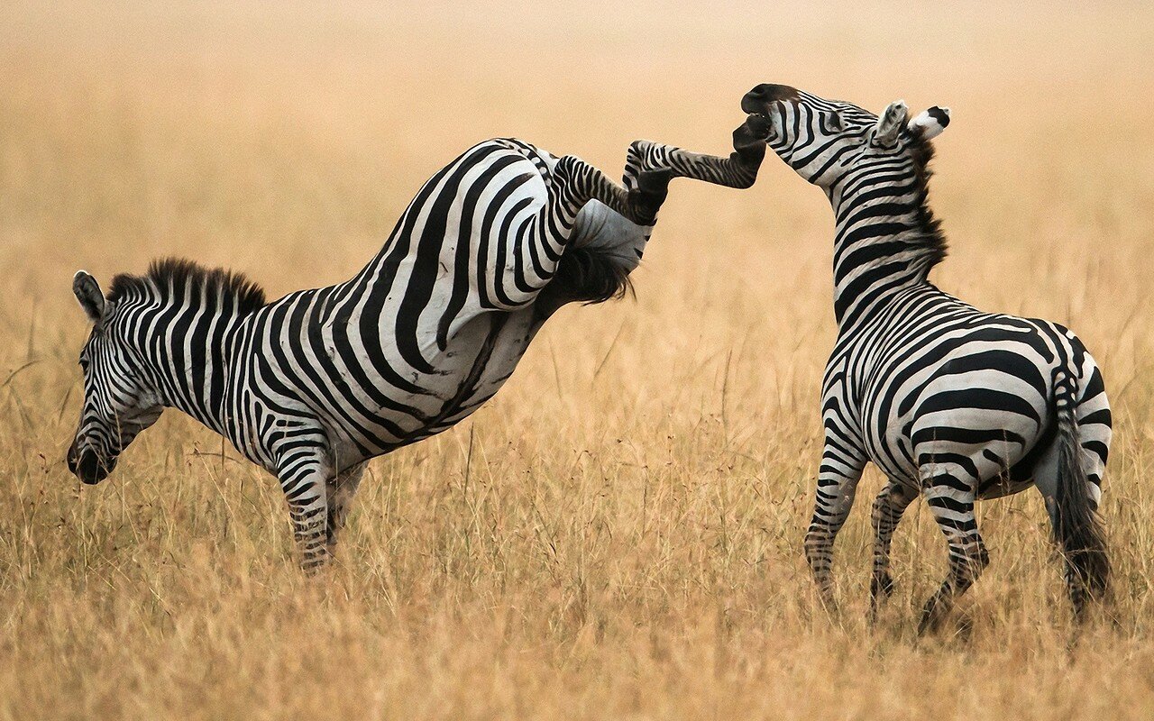 www.GetBg.net_Animals___Wild_artiodactyls_Zebra_kicks_081575_.jpg