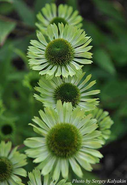 Echinacea Green Juwel (8).JPG