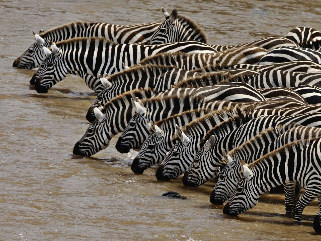 herd-of-burchells-zebra-drinking--mara-river--masai-mara--kenya.jpg