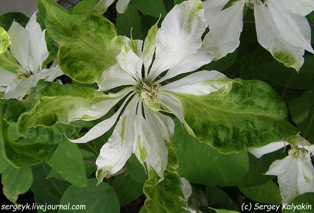 Clematis Yukiokoshi (3).jpg