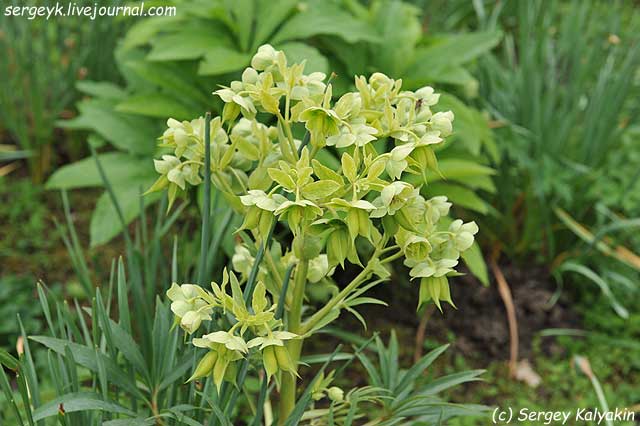 Helleborus foetidus Miss Jekylls (2).JPG