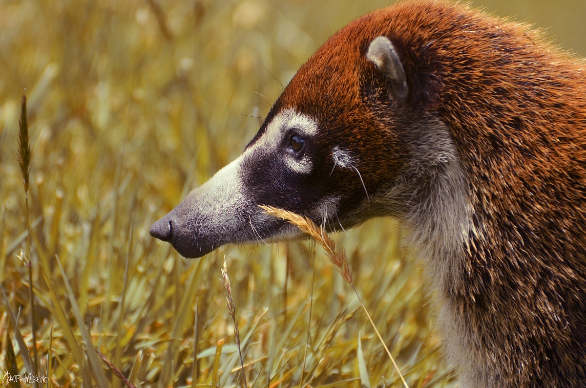 White-nosed coati, Nasua narica, feeding on a palm tree, Belize, Central America