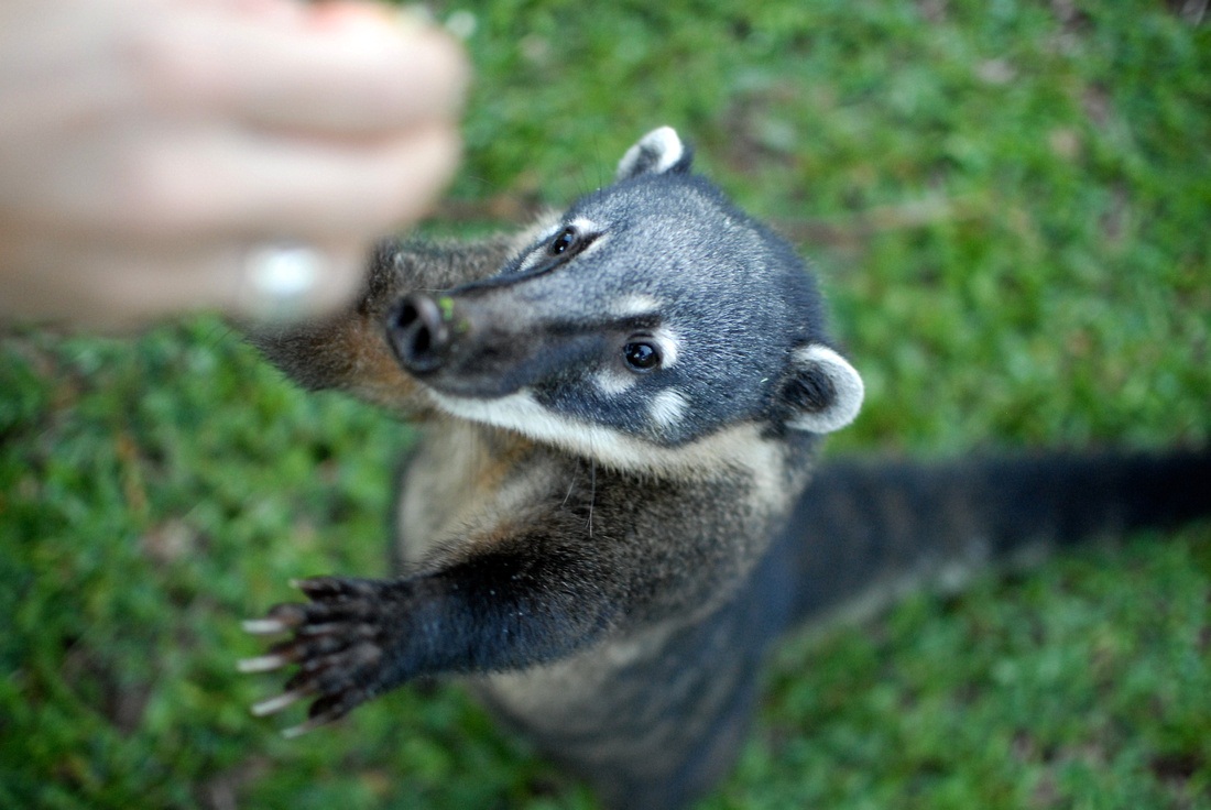 White-nosed coati, Nasua narica, feeding on a palm tree, Belize, Central America