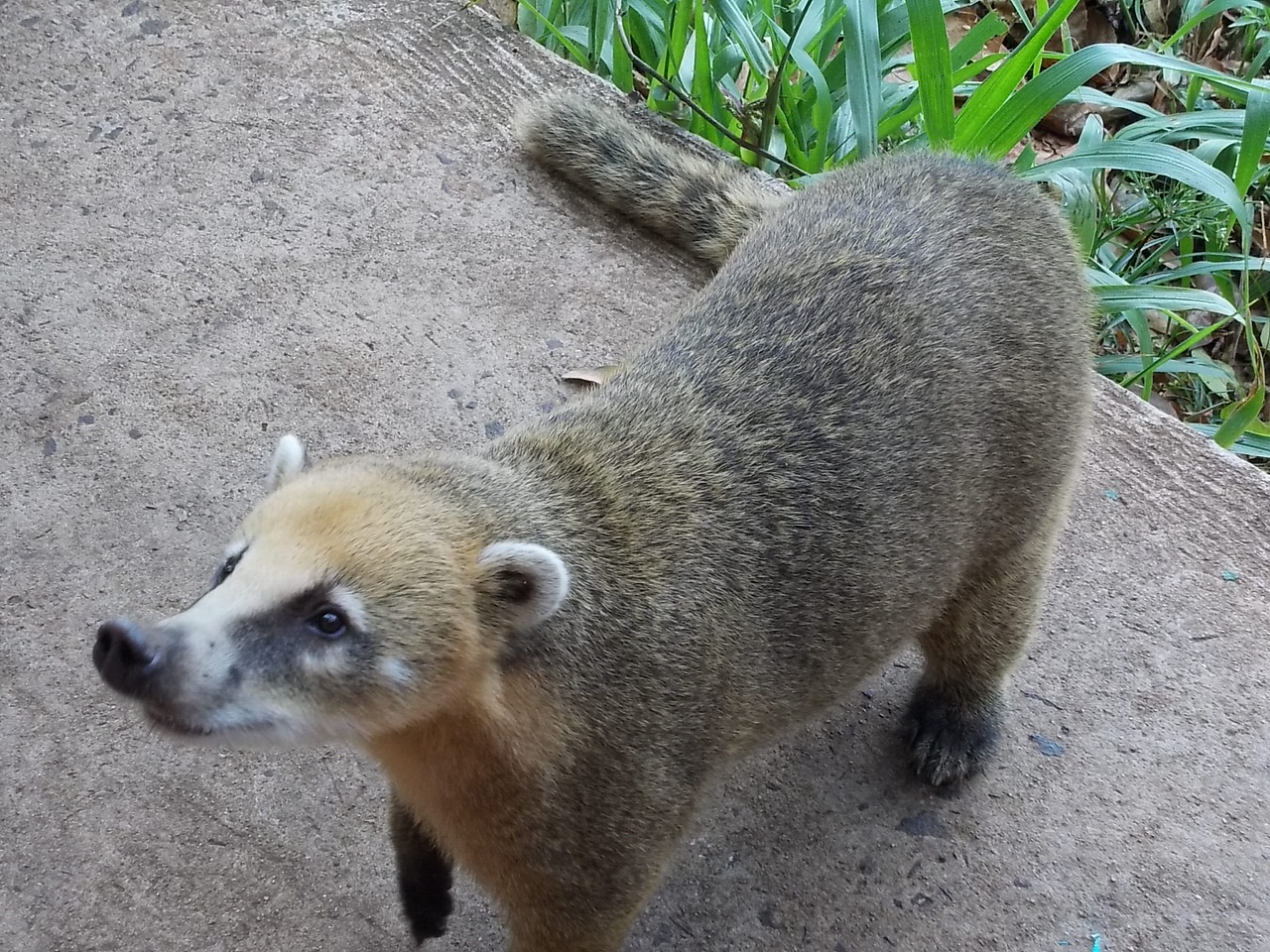 White-nosed coati, Nasua narica, feeding on a palm tree, Belize, Central America