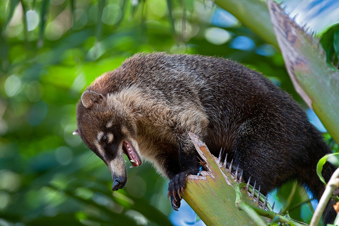 White-nosed coati, Nasua narica, feeding on a palm tree, Belize, Central America