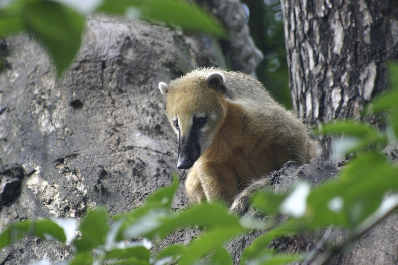 Coati