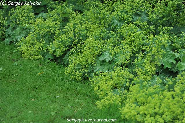 Alchemilla mollis (13).JPG