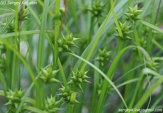 Carex grayi.JPG