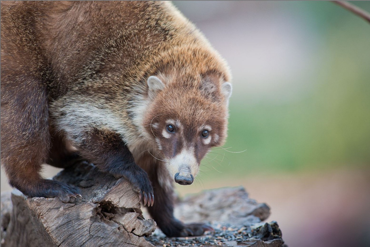 White-nosed coati, Nasua narica, feeding on a palm tree, Belize, Central America