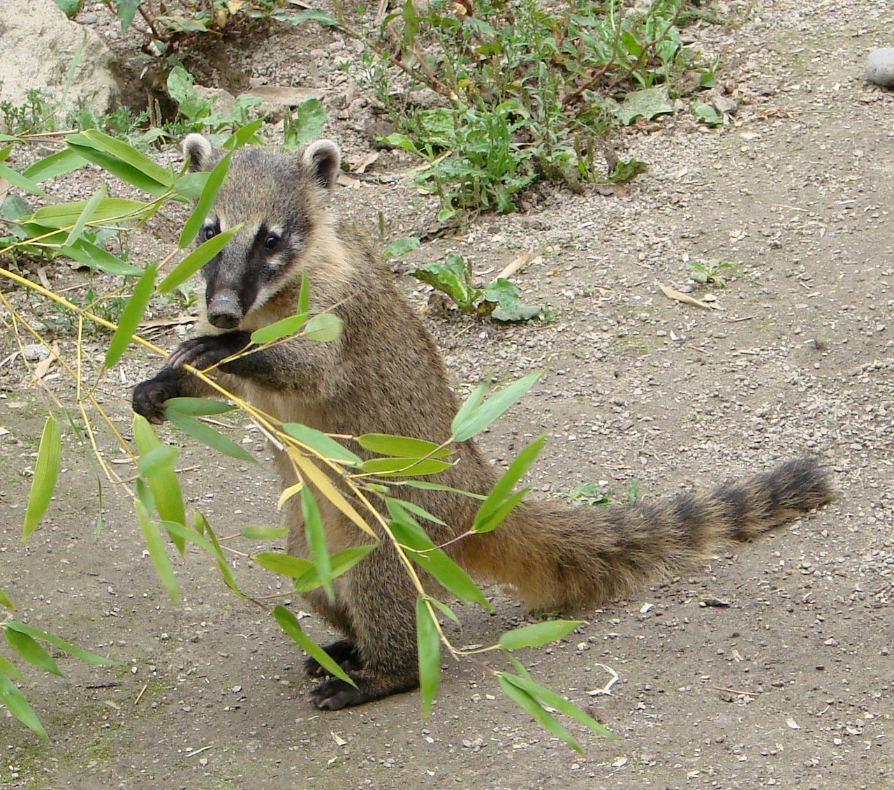 White-nosed coati, Nasua narica, feeding on a palm tree, Belize, Central America