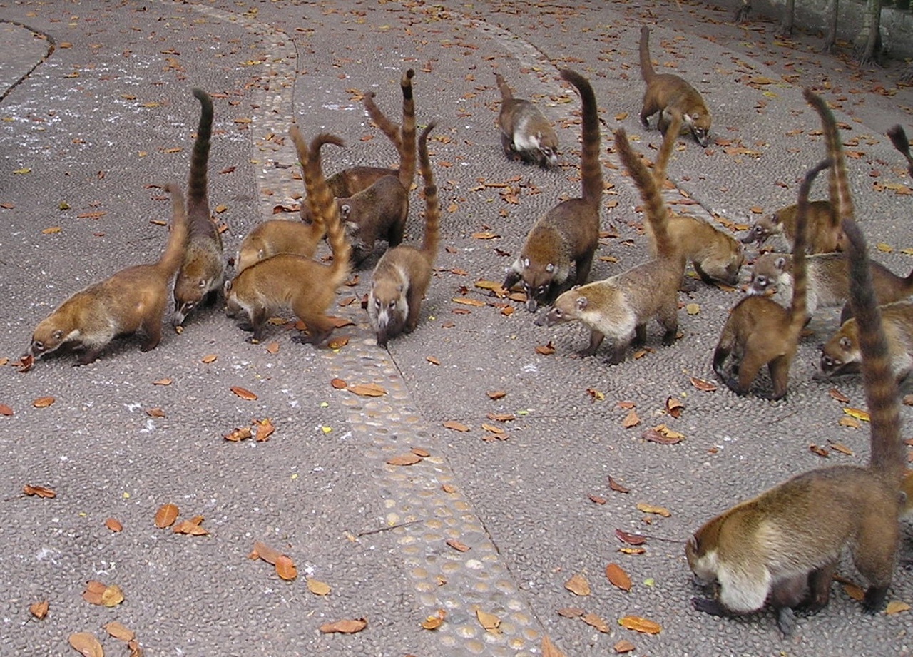 Coati