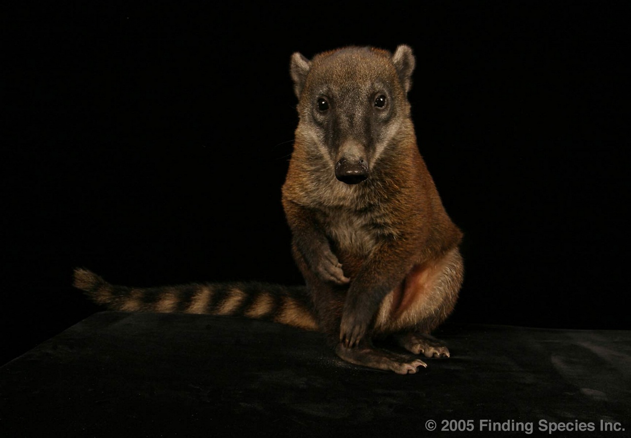 Coati