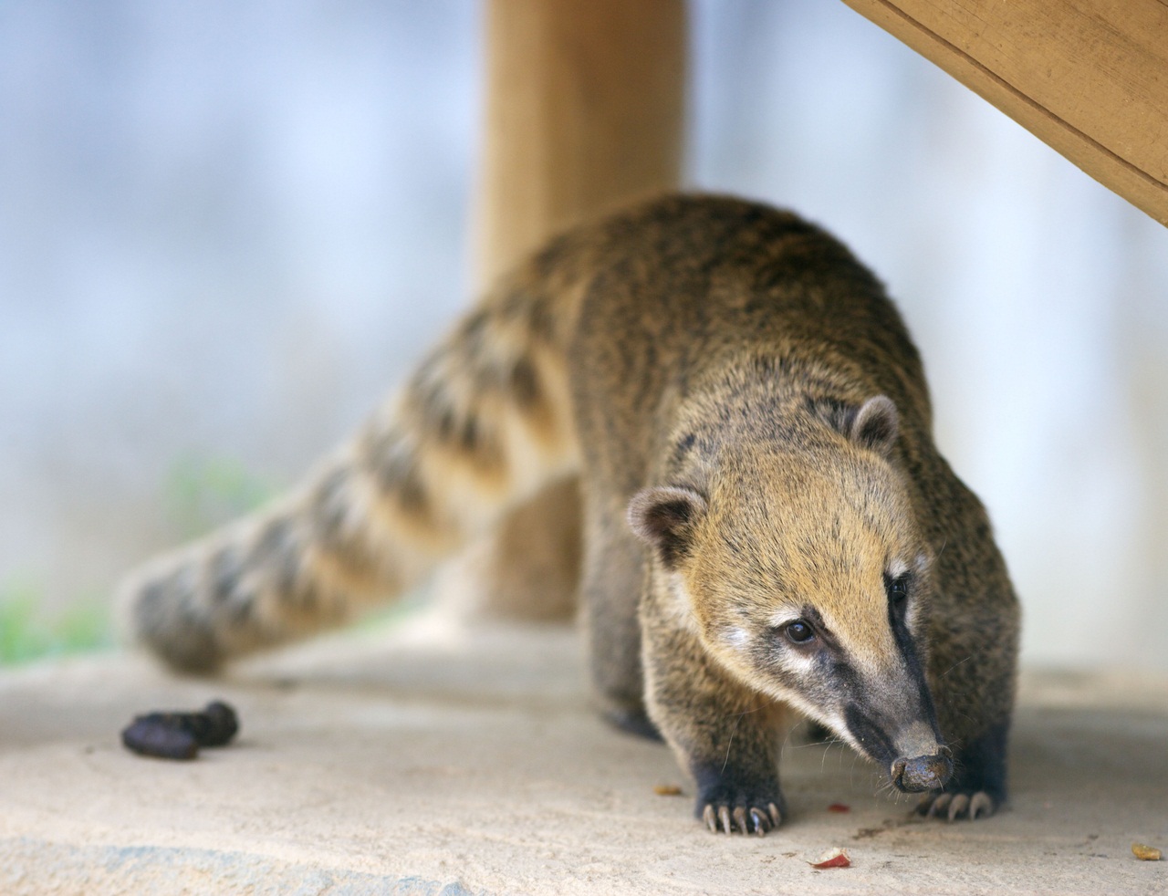 White-nosed coati, Nasua narica, feeding on a palm tree, Belize, Central America